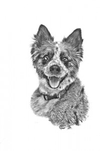 Dog Portraits Dog Portraits
