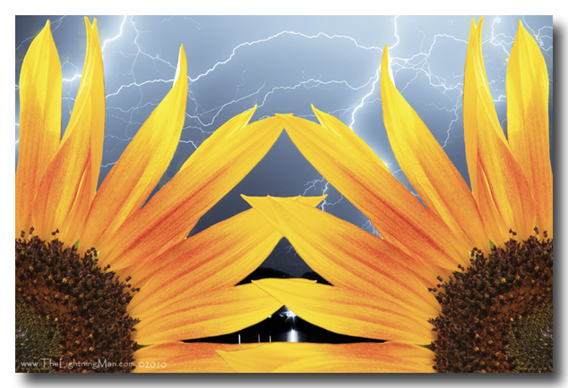 two sunflowers lightning 600DSs Two Sunflower Lightning Thunderstorm Photography Print