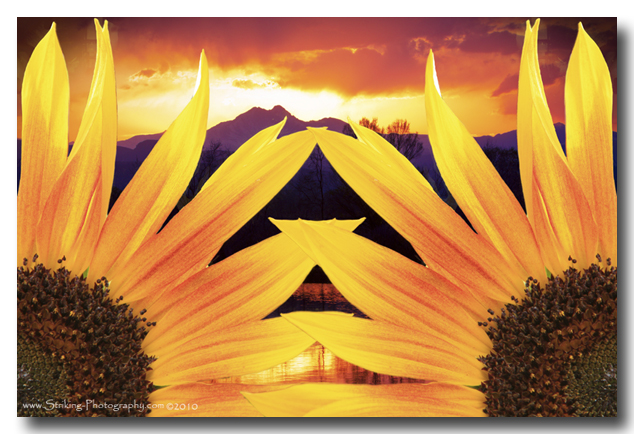 two sunflowers sunset 600DSs Two Sunflower Sunset Photography Print