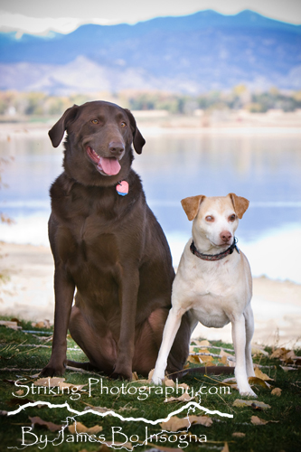 Pet Photography Photographer Longmont Boulder